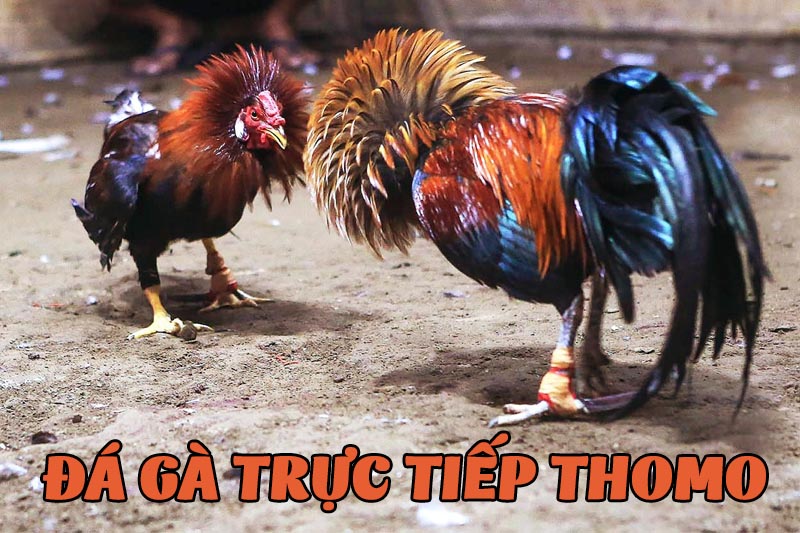 đá gà trực tiếp thomo 33win